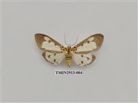 藏品(夜蛾7)的圖片